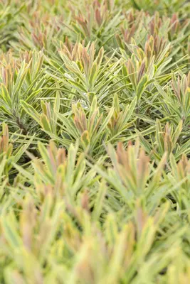 Euphorbia 'Ascot rainbow' (Cipreswolfsmelk) - afbeelding 2