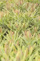 Euphorbia 'Ascot rainbow' (Cipreswolfsmelk) - afbeelding 2
