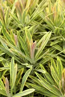 Euphorbia 'Ascot rainbow' (Cipreswolfsmelk) - afbeelding 3