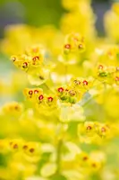 Euphorbia 'Ascot rainbow' (Cipreswolfsmelk) - afbeelding 5
