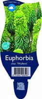 Euphorbia characias var. wulfenii (Wolfsmelk) - afbeelding 1
