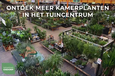 Euphorbia ingens - afbeelding 3