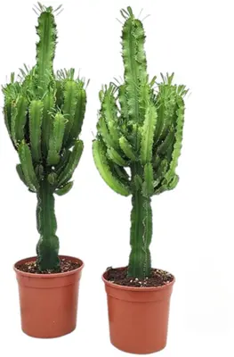 Euphorbia ingens - afbeelding 1