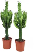 Euphorbia ingens - afbeelding 1