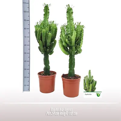 Euphorbia ingens - afbeelding 2