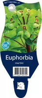 Euphorbia martini (Wolfsmelk) kopen?