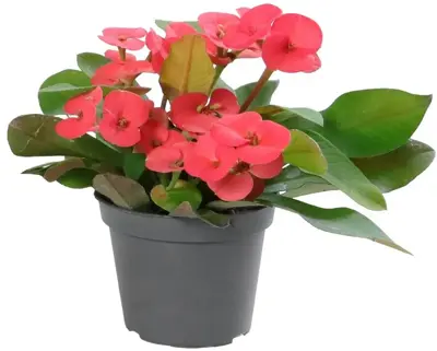 Euphorbia milii 'Eos' (Christusdoorn) 15cm - afbeelding 1