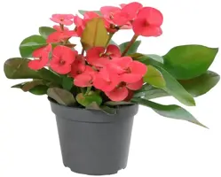 Euphorbia milii 'Eos' (Christusdoorn) 15cm - afbeelding 1