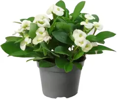 Euphorbia milii 'Hector' (Christusdoorn) 15cm - afbeelding 1