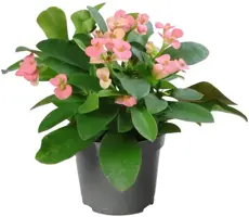 Euphorbia Milii 'Rhea' (Christusdoorn) 15cm - afbeelding 1