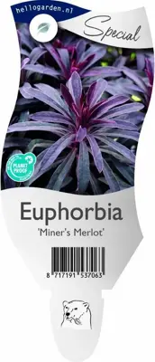Euphorbia 'Miner´s Merlot' (Wolfsmelk) - afbeelding 1