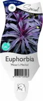 Euphorbia 'Miner´s Merlot' (Wolfsmelk) - afbeelding 1