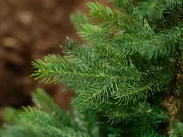 Everlands Grandis fir kunstkerstboom groen 210cm - afbeelding 2