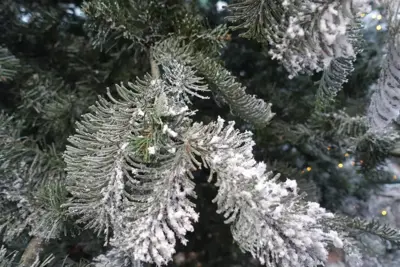 Everlands Nordmann fir grote kunstkerstboom besneeuwd groen 360cm - afbeelding 2
