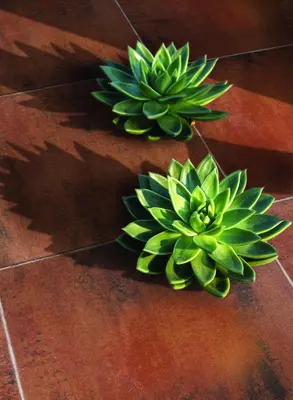 Excluton Terras+ Tegel 60x60x4 cm Summer - afbeelding 4