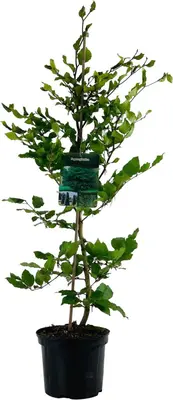 Fagus sylvatica (Groene beuk) 100cm - afbeelding 1