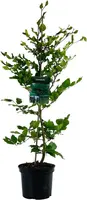 Fagus sylvatica (Groene beuk) 100cm - afbeelding 1