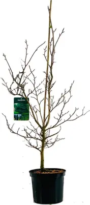 Fagus sylvatica (Groene beuk) 100cm - afbeelding 2