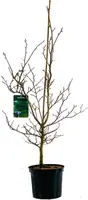 Fagus sylvatica (Groene beuk) 100cm - afbeelding 2