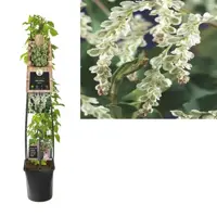 Fallopia aubertii (Bruidssluier) klimplant 115cm - afbeelding 1