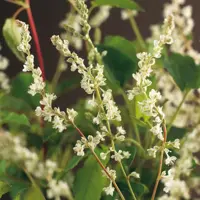 Fallopia aubertii (Bruidssluier) klimplant 115cm - afbeelding 2