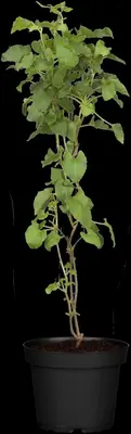 Fallopia aubertii (Bruidssluier) klimplant - afbeelding 6