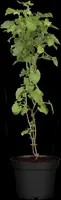 Fallopia aubertii (Bruidssluier) klimplant - afbeelding 6
