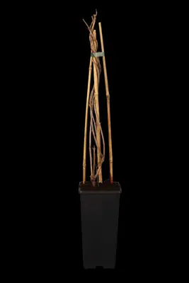 Fallopia aubertii (Bruidssluier) klimplant - afbeelding 5