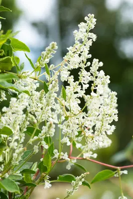 Fallopia aubertii (Bruidssluier) klimplant - afbeelding 16
