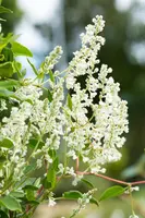 Fallopia aubertii (Bruidssluier) klimplant - afbeelding 16