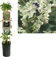 Fallopia aubertii (Bruidssluier) klimplant - afbeelding 1