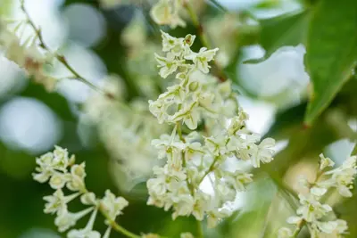 Fallopia aubertii (Bruidssluier) klimplant - afbeelding 7