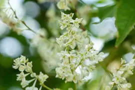 Fallopia aubertii (Bruidssluier) klimplant - afbeelding 7