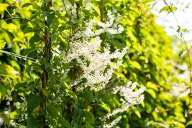 Fallopia aubertii (Bruidssluier) klimplant - afbeelding 8