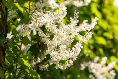 Fallopia aubertii (Bruidssluier) klimplant - afbeelding 9