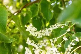 Fallopia aubertii (Bruidssluier) klimplant - afbeelding 10