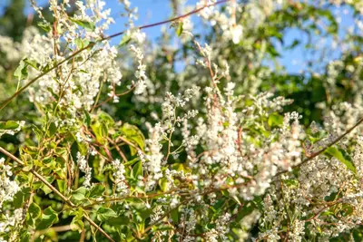 Fallopia aubertii (Bruidssluier) klimplant - afbeelding 11
