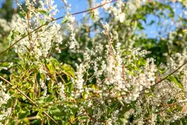 Fallopia aubertii (Bruidssluier) klimplant - afbeelding 11