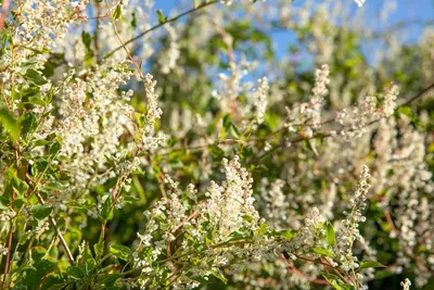 Fallopia aubertii (Bruidssluier) klimplant - afbeelding 12