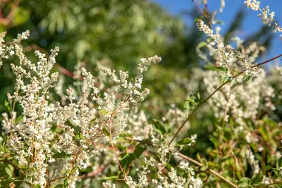 Fallopia aubertii (Bruidssluier) klimplant - afbeelding 13