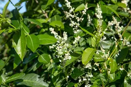 Fallopia aubertii (Bruidssluier) klimplant - afbeelding 14