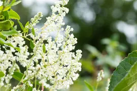 Fallopia aubertii (Bruidssluier) klimplant - afbeelding 15