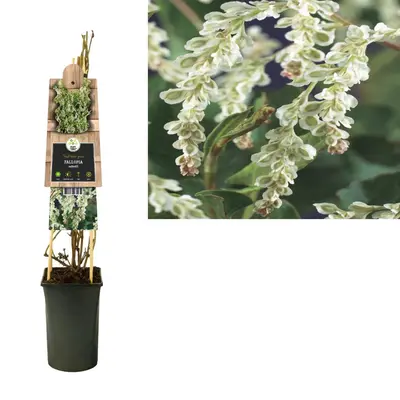 Fallopia aubertii (Bruidssluier) klimplant - afbeelding 2