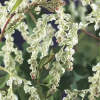 Fallopia aubertii (Bruidssluier) klimplant - afbeelding 3