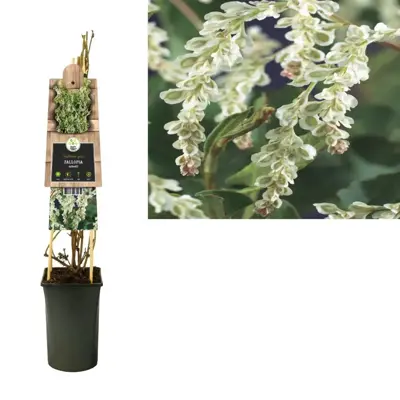 Fallopia aubertii (Bruidssluier) klimplant 75cm - afbeelding 2