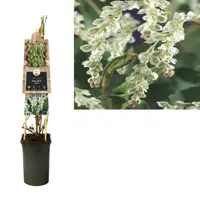 Fallopia aubertii (Bruidssluier) klimplant 75cm - afbeelding 2