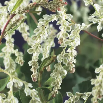 Fallopia aubertii (Bruidssluier) klimplant 75cm - afbeelding 3