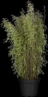 Fargesia 'Jiuzhaigou 1' (Sierbamboe 'Jiuzhaigou 1') - afbeelding 4
