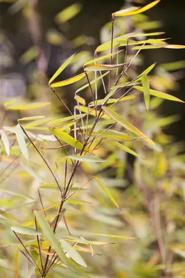 Fargesia 'Jiuzhaigou 1' (Sierbamboe 'Jiuzhaigou 1') - afbeelding 5