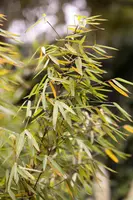 Fargesia 'Jiuzhaigou 1' (Sierbamboe 'Jiuzhaigou 1') - afbeelding 6